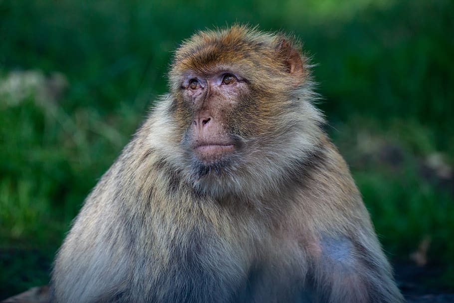 barbary macaque, mature barbary macaque, monkey, tree monkey, zoo monkey, jungle, tree, primate, mammal, cute