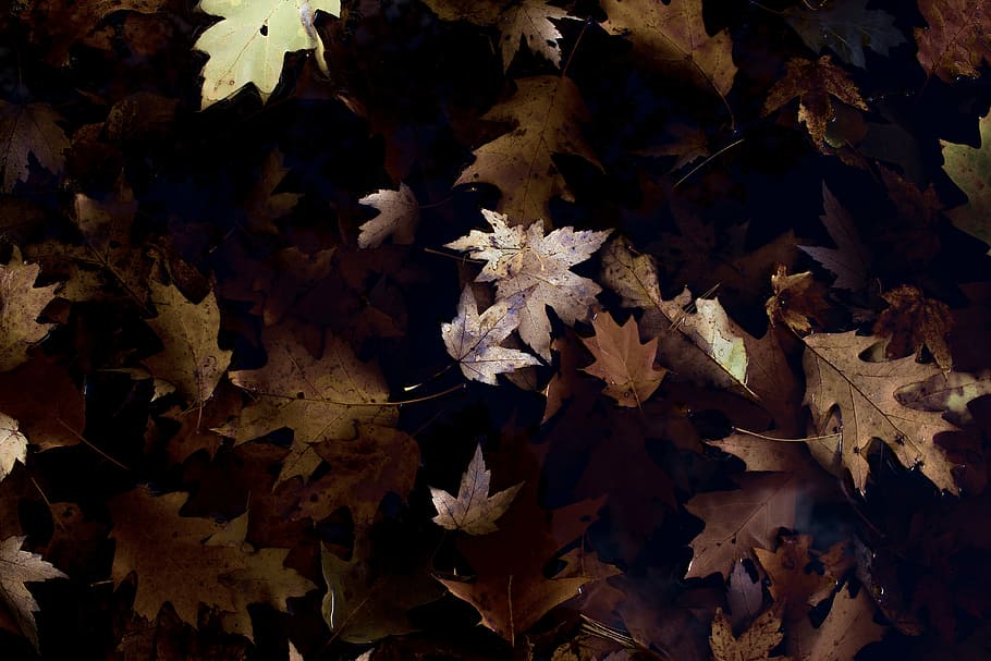 closeup, foto, kering, maple, daun, hijau, tanaman, siang hari, musim gugur, kerapuhan