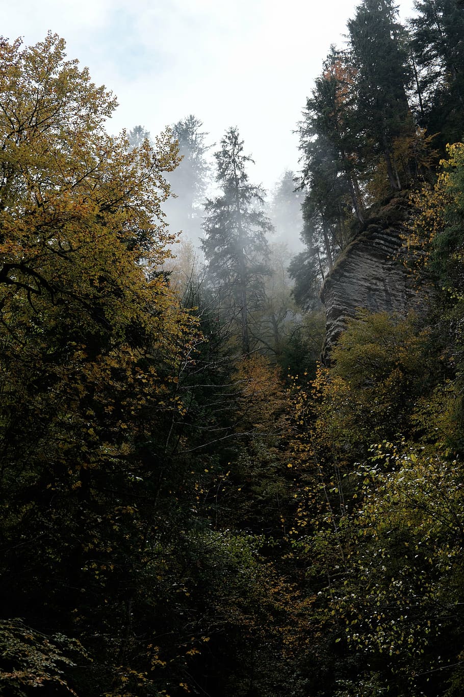 霧の始まり, 木, 植物, 白, 雲, 昼間, 空, 緑, 森, 自然
