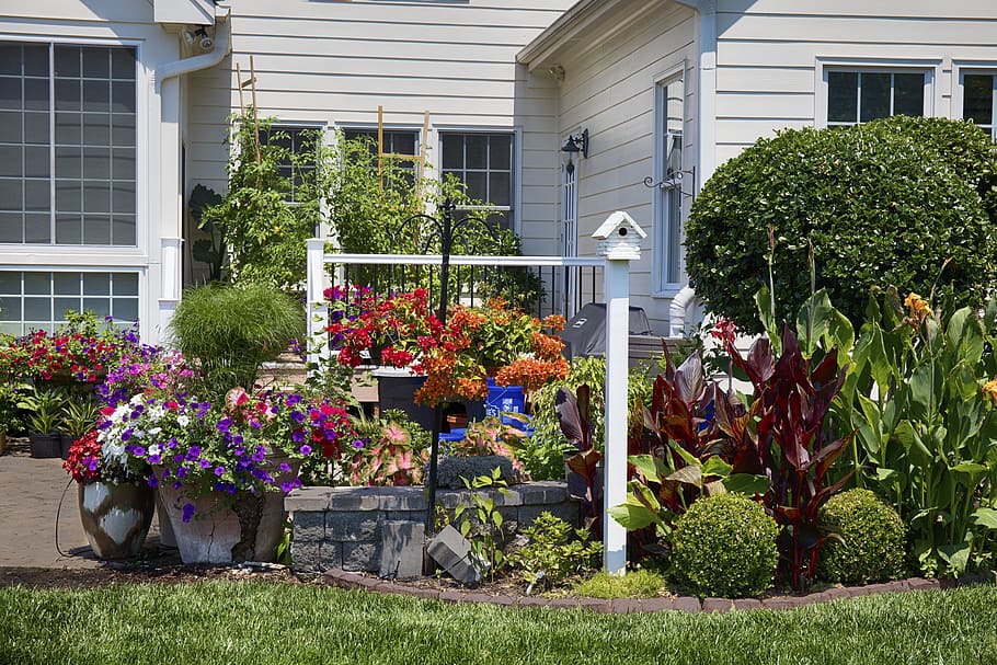 Backyard, Flowers, Garden, green, red, white, bougainvillea, petunia, papyrus, birdhouse