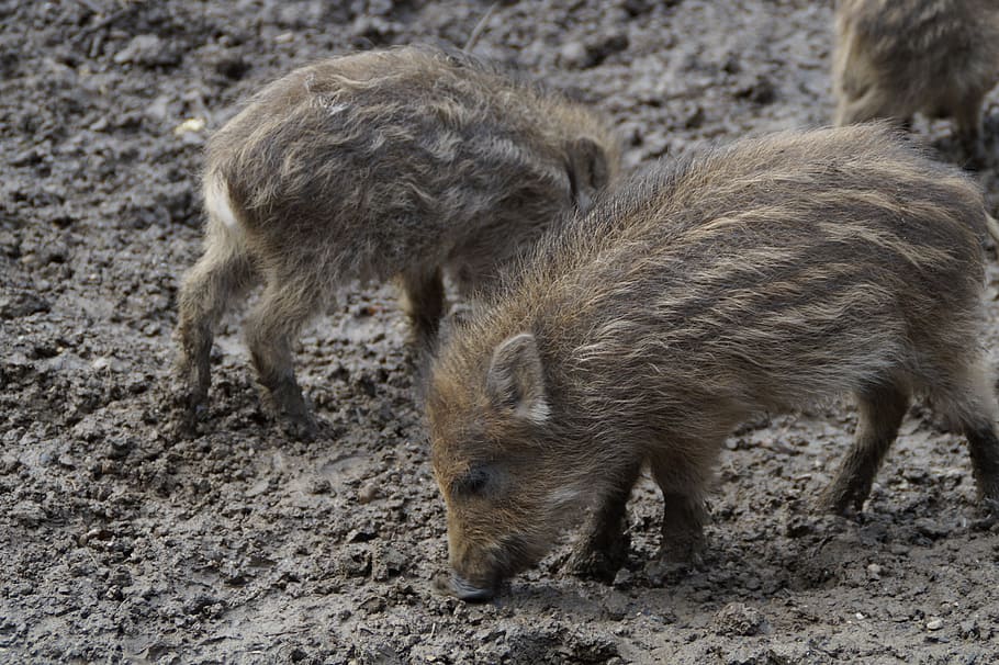 little pig, wild boars, litter, children, young, boy, pigs, piglet, mud, quagmire