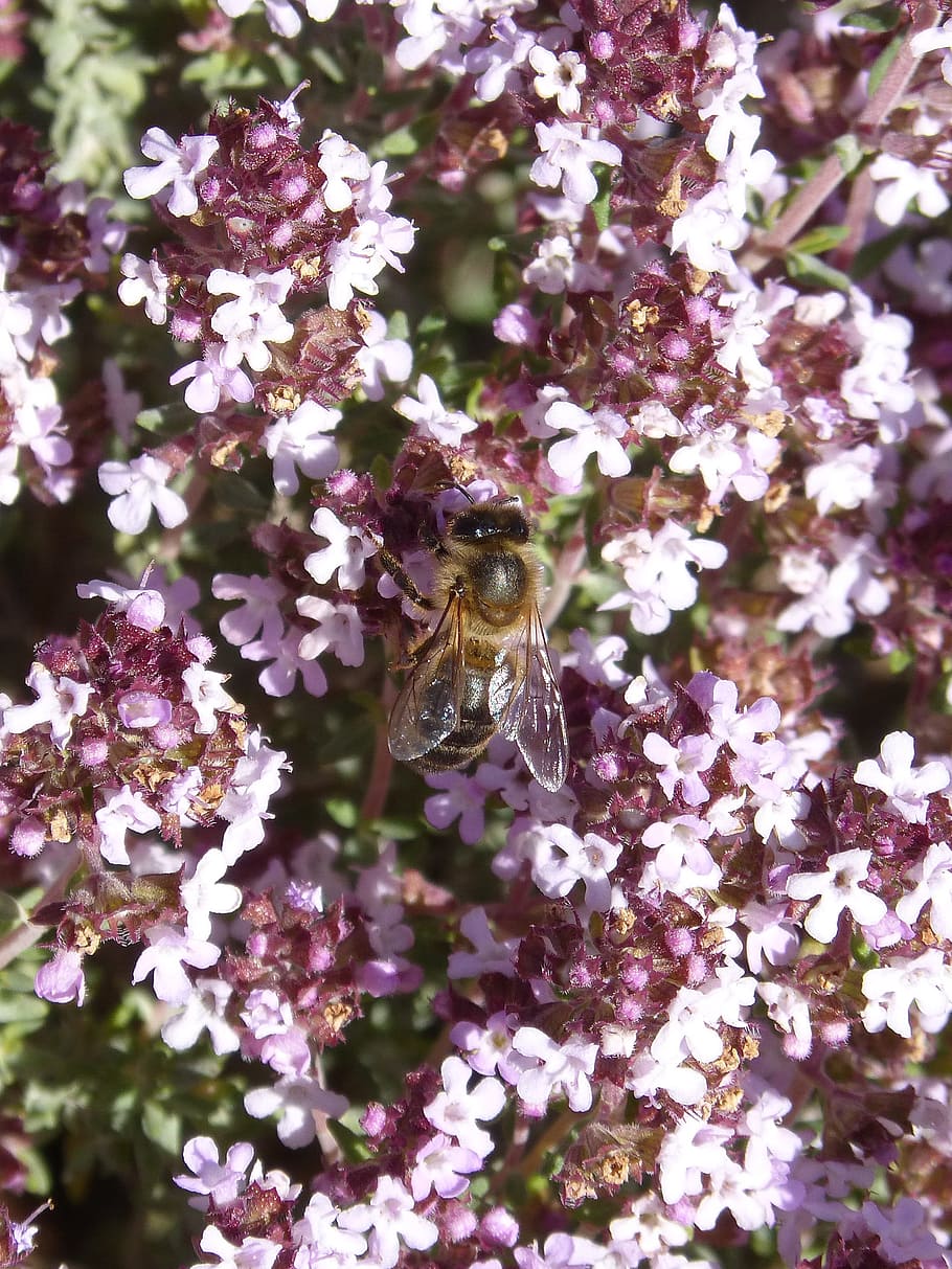 bee, libar, thyme, thyme honey, pollen, flowering plant, flower, one animal, animal themes, animals in the wild
