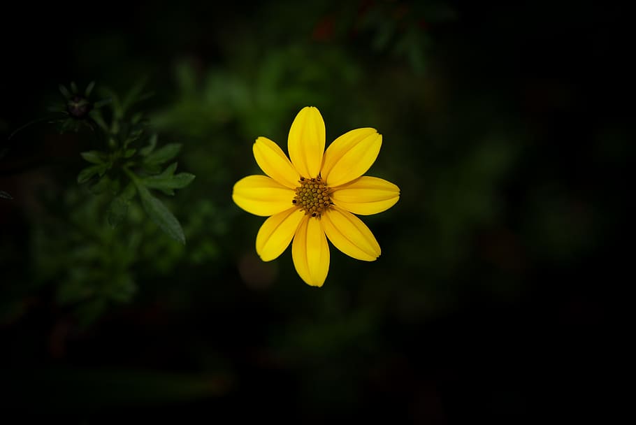 flower, yellow, blossom, bloom, garden, flower garden, small, yellow flower, summer, nature
