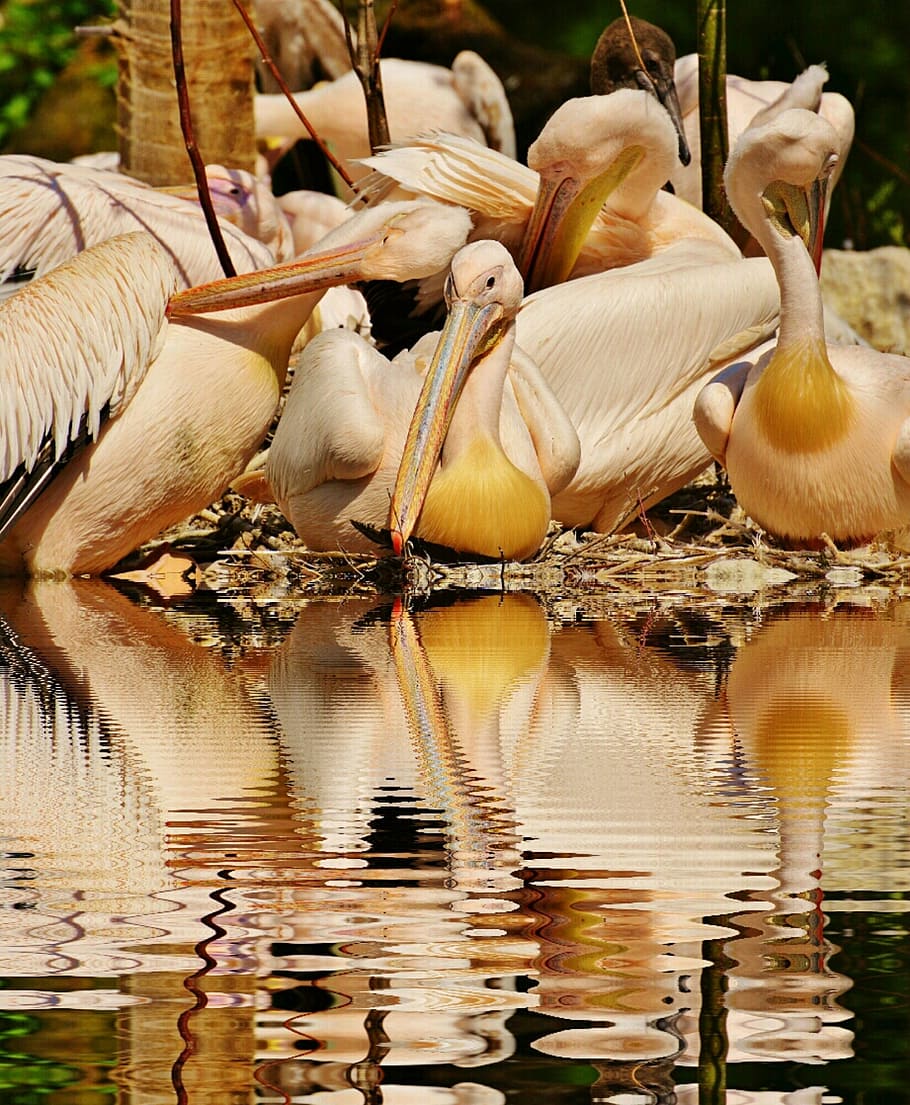 pelicans, birds, mirroring, water, bank, bill, animal, plumage, animal portrait, coulter