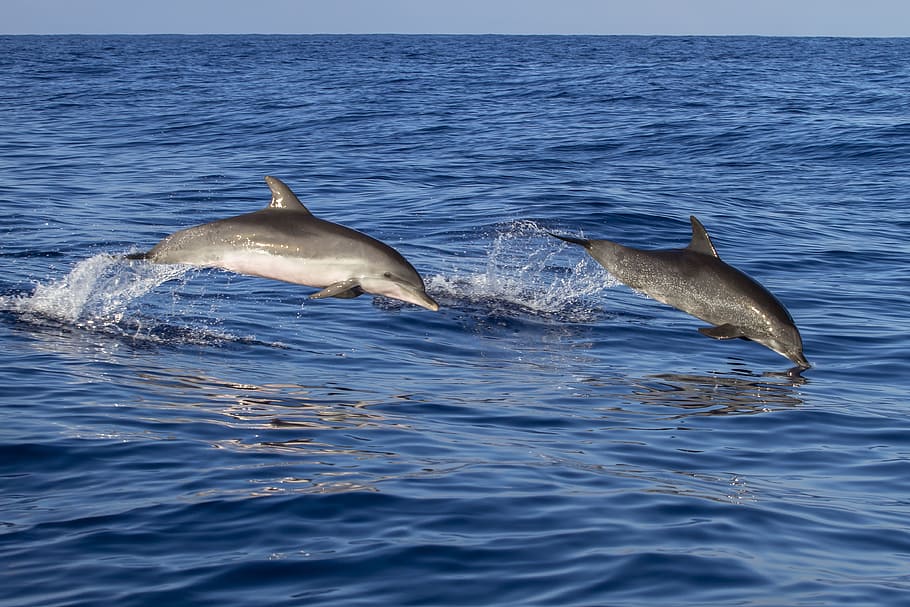 dos, gris, delfines, saltando, océano, durante el día, animal, delfín, aguas, meeresbewohner