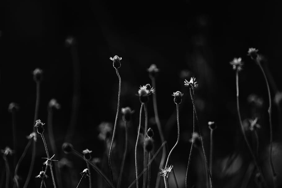 grayscale photo, flowers, grayscale, blackandwhite, plants, nature, plant, flower, close-up, macro