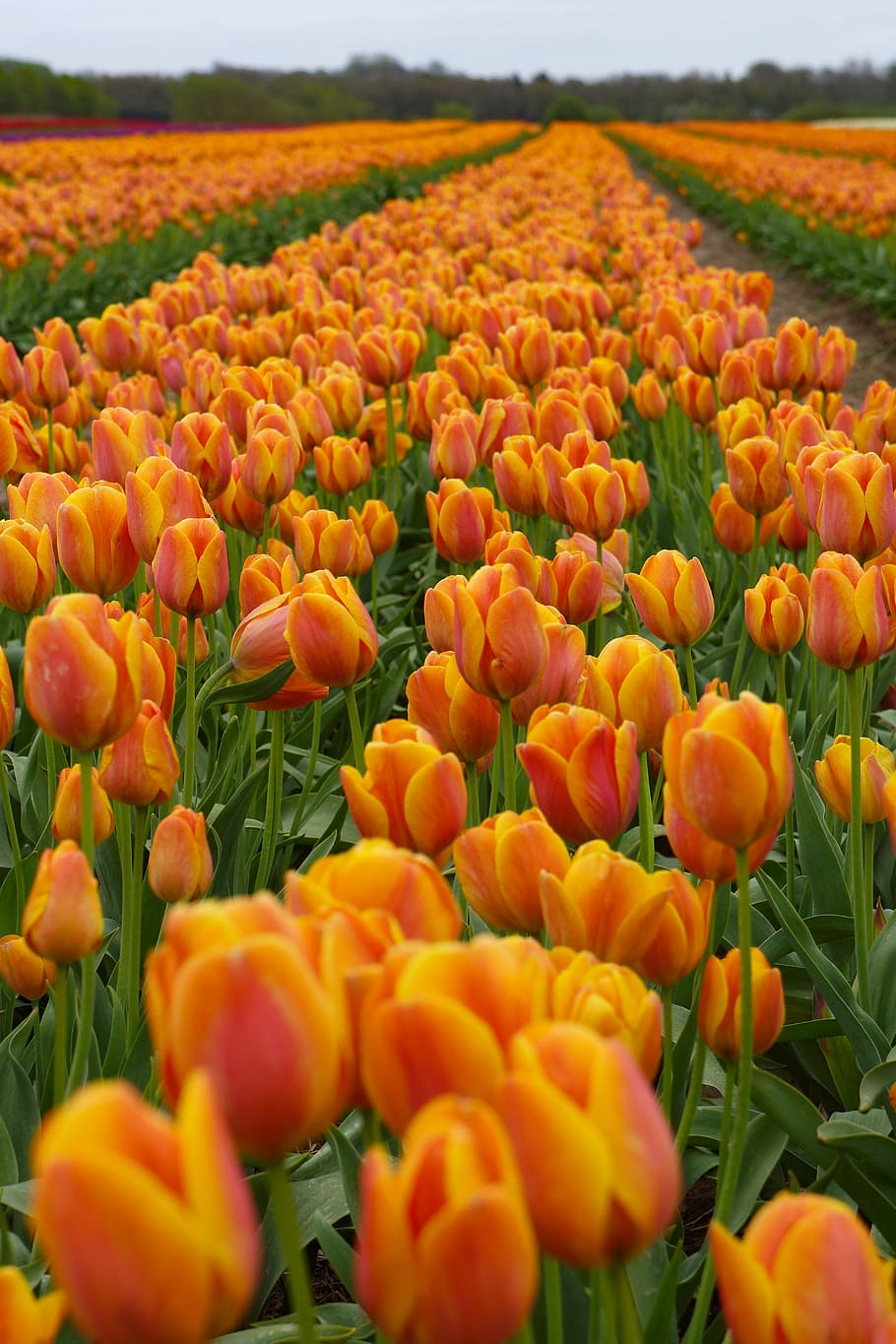 tulipas, marca de tulipa, flor, marca, grama, agricultura, campo, cena rural, natureza, cor laranja