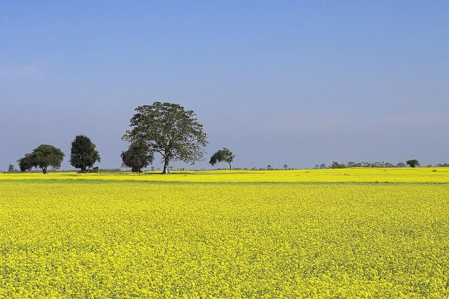 green, leafed-tree, blue, sky, daytime, mustard, farming, cultivation, yellow, landscape
