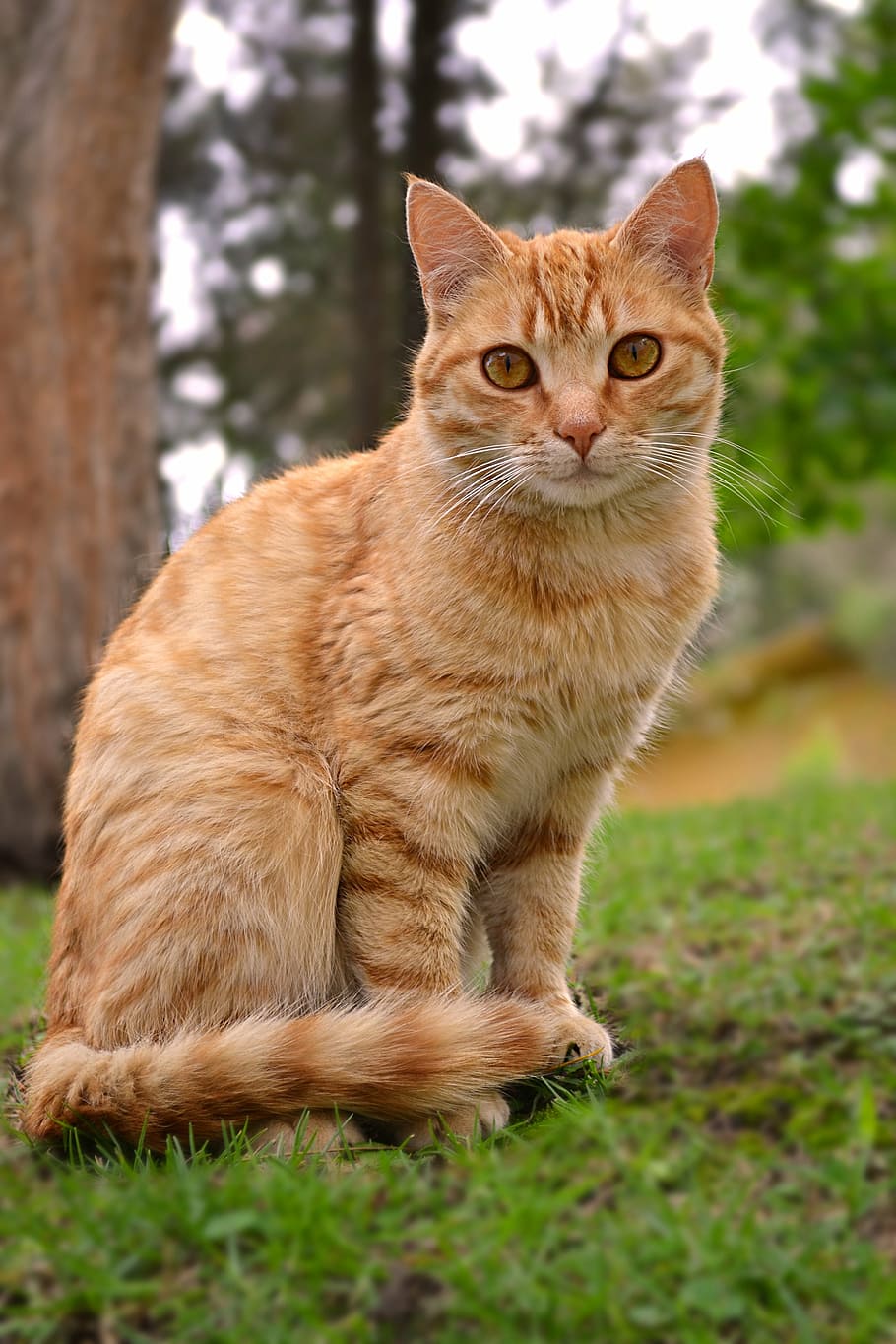 laranja, gato malhado, gato, sentado, verde, gramíneas, seletivo, foto de foco, felino, animal