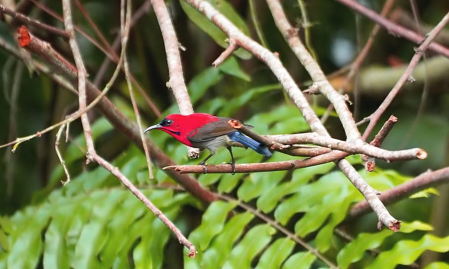 crimson sunbird, wild, bird, small, wildlife, red, crimson, sunbird, outdoor, tree