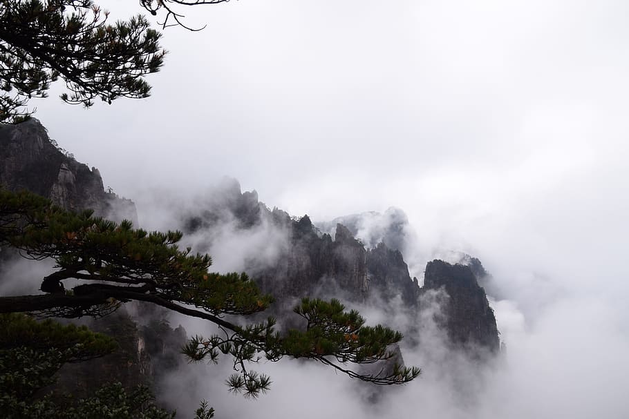 huangshan, pine tree, chinese painting, cloud sea, beauty in nature, fog, tree, scenics - nature, plant, tranquil scene