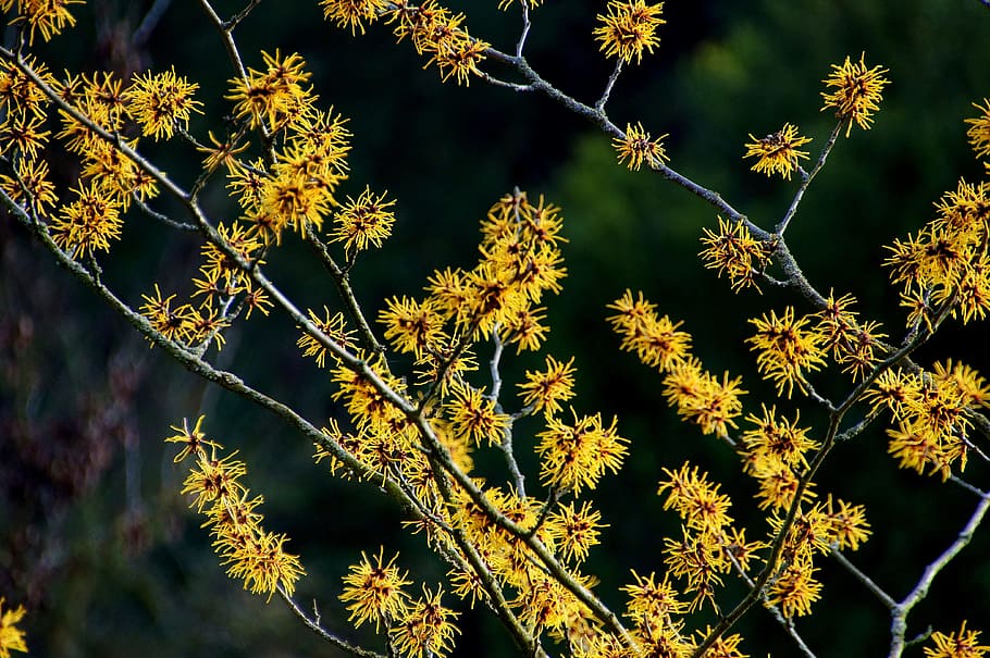 nature, witch hazel, hazel, plant, growth, tree, beauty in nature, branch, day, autumn