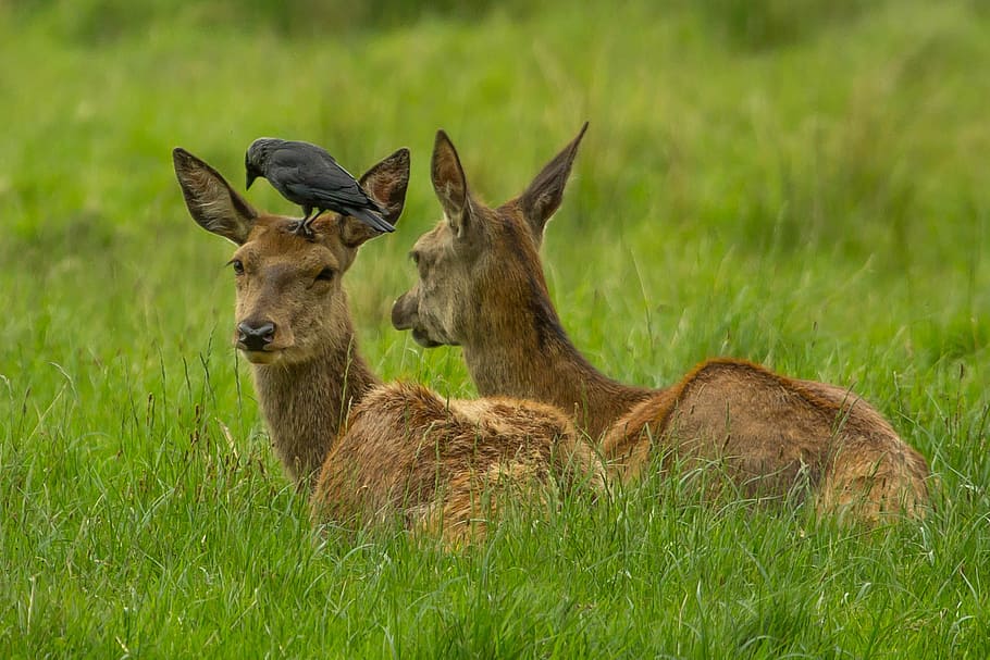 wildlife photography, deer, black, crow, top, roe deer, trava, luka, game, wild nature