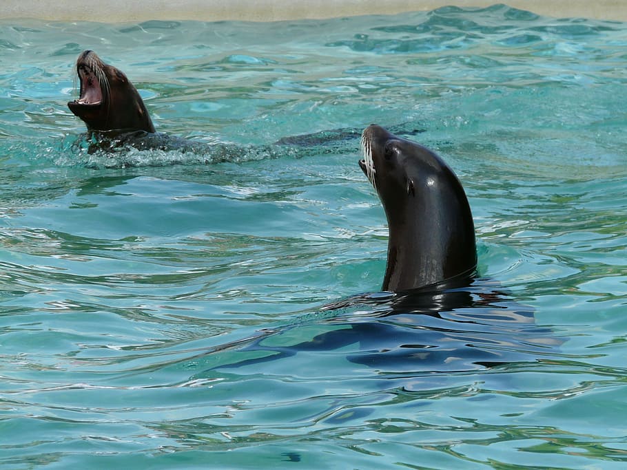 california sea lion, seal pelts, water, play, wet, splashing, clear, animal, creature, animal world