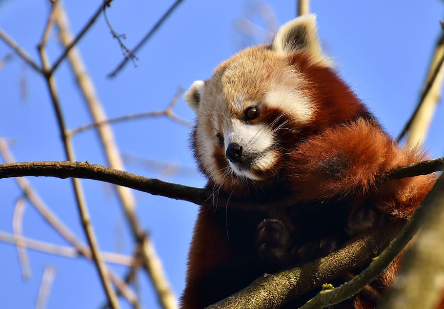 red, panda, tree, daytime, close-up photo, red panda, bear cat, fire fox, ailurus fulgens, predator