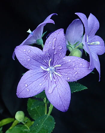 flowers, blue, rain garden, nature, flowering plant, petal, drop, flower | Pxfuel