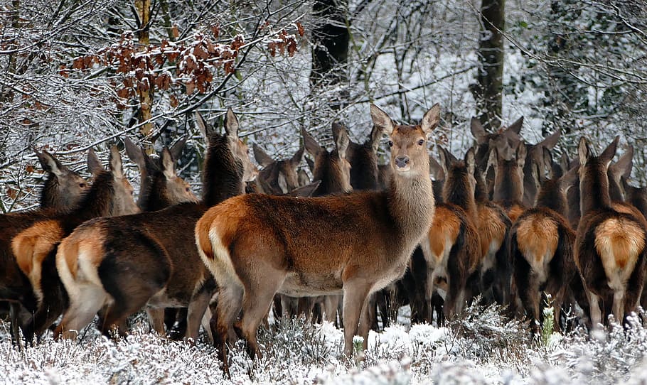 herd, deer, trees, daytime, animals, nature, wild, life, mammals, fallow