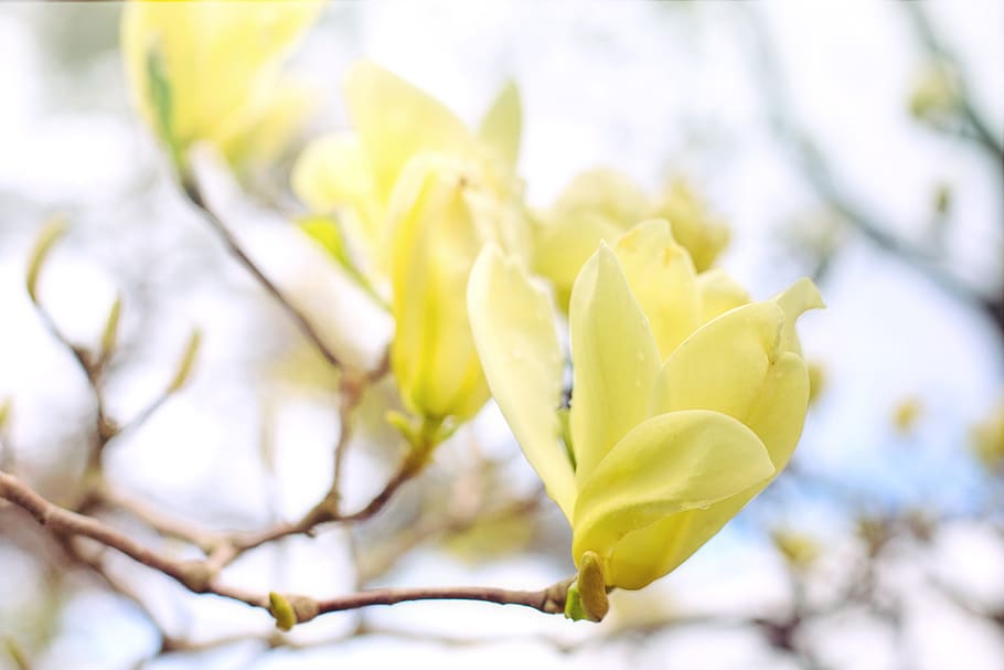 magnolia, árbol, flores, amarillo, jilguero magnolia, naturaleza, primavera, planta, flor, belleza en la naturaleza