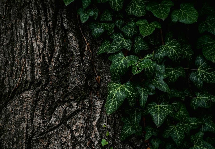 árbol de hoja verde, parte superior, vista, verde, hojas, plantas, árbol, naturaleza, corteza, textura