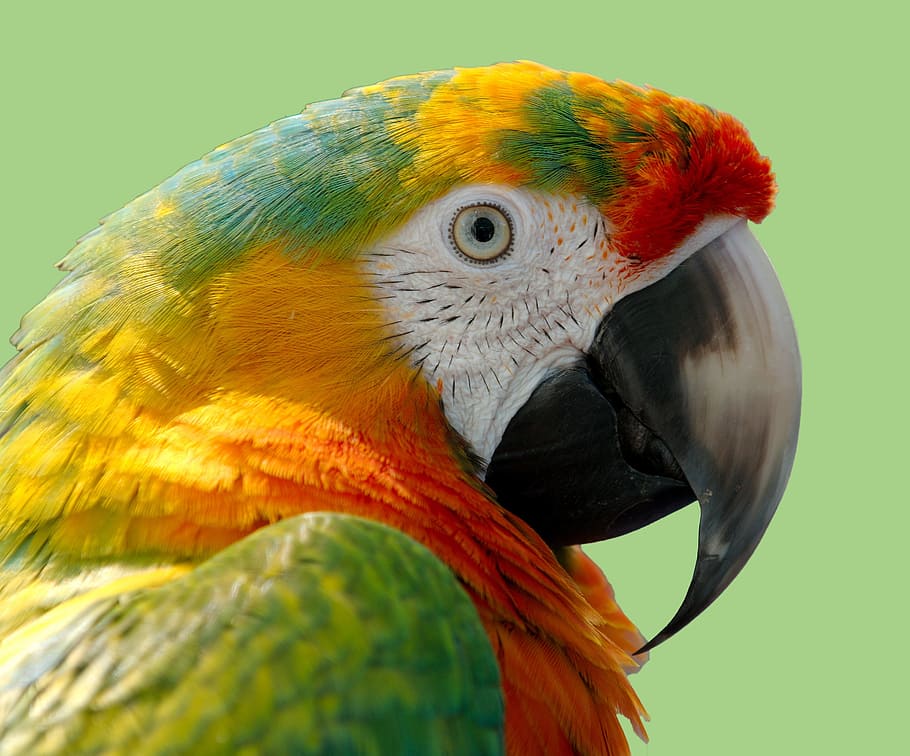 green, red, parrot, macaw, bird, nature, wild, animal, colorful, tropical