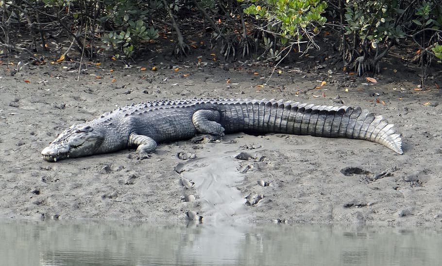 Crocodilo de água salgada, Crocodylus Porosus, estuarino, crocodilo indo-pacífico, marinho, crocodilo de alto mar, animal, carnívoro, sundarbans, pântano