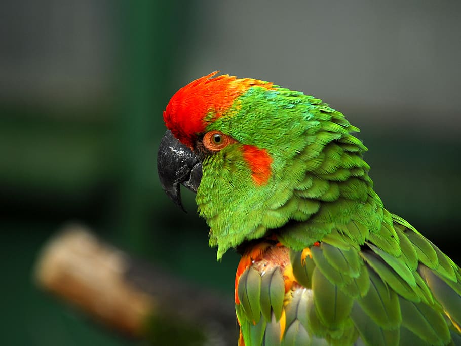 ara, bird, animal, parrot, animal themes, animal wildlife, vertebrate, one animal, animals in the wild, rainbow lorikeet