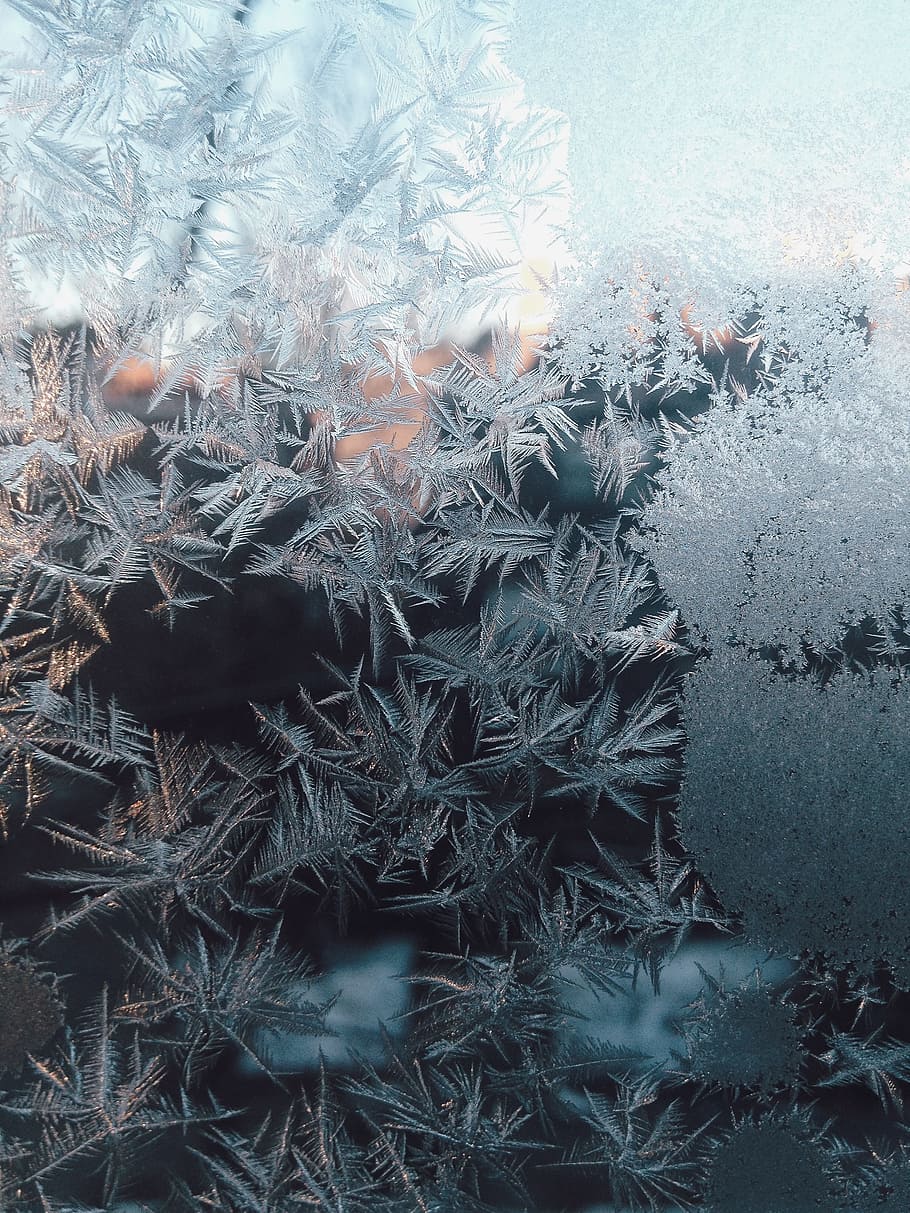 shallow, focus photo, plants, pine leaves, frozen, zing, ice, cold, winter, christmas