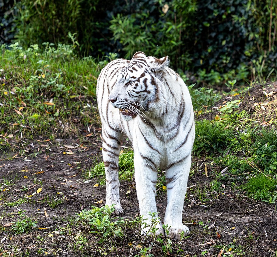 white tiger, tiger, zoo, predator, animal, cat, white, wildcat, animal world, nature