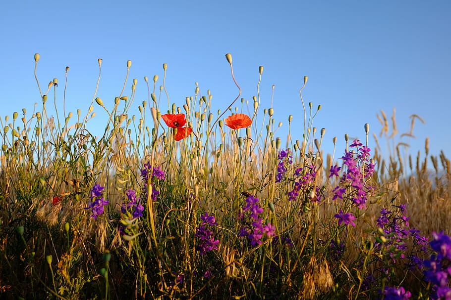 purple, red, flowers, clear, blue, sky, nature, landscape, green, field