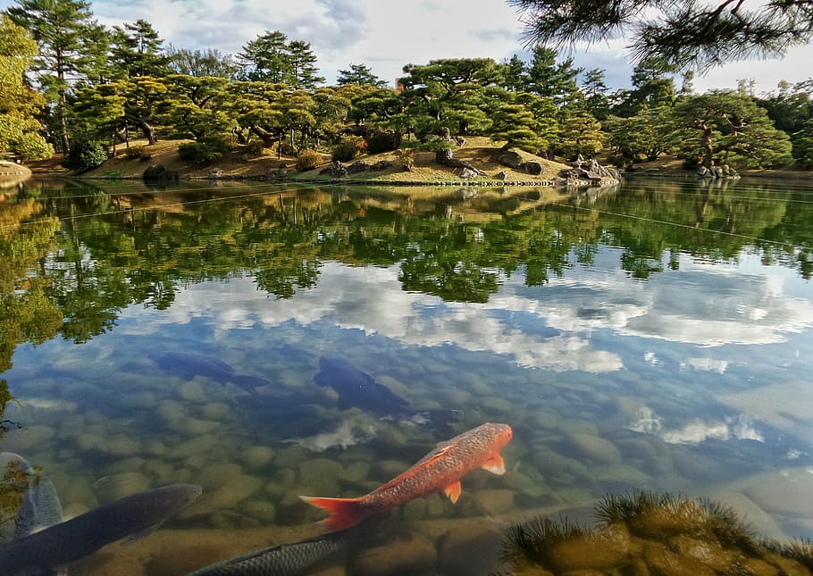rojo, negro, pez koi, estanque, japón, japonés, jardín, niwa, koi, pez