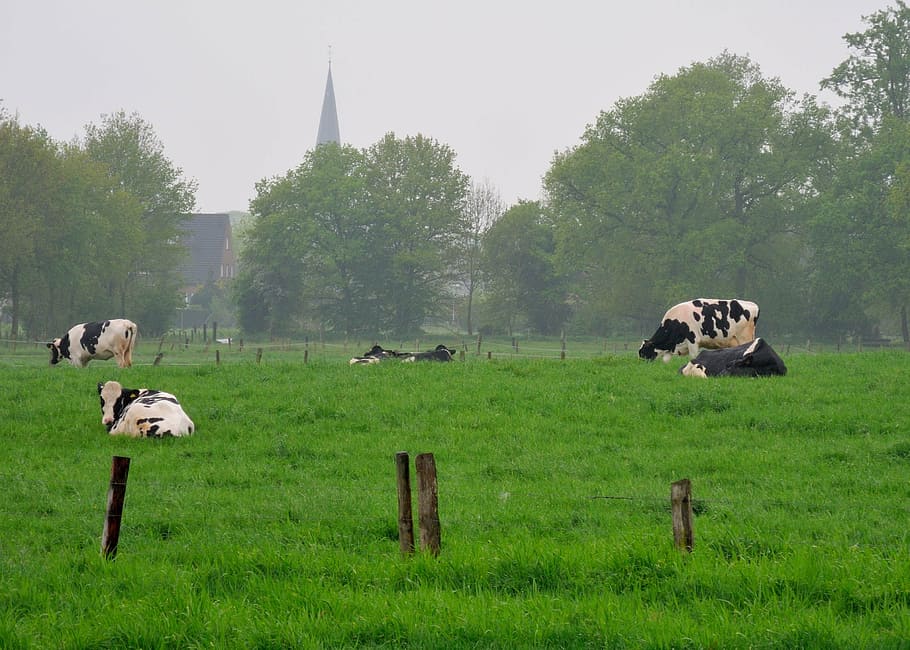 niederrhein, land, cows, meadow, agriculture, country idyll, nature, plant, animal themes, group of animals