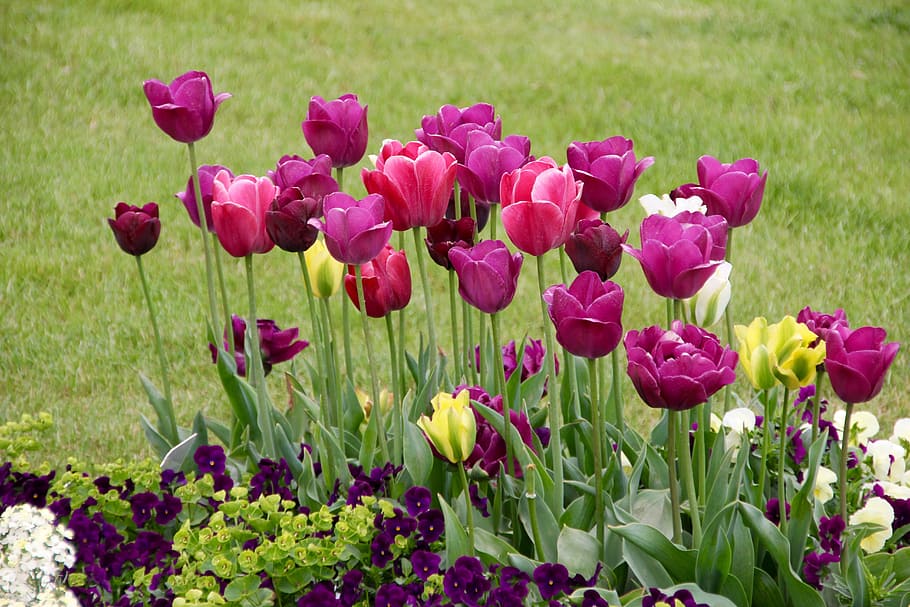 Tulips, Tulipa, tulpenzwiebel, breeding tulip, purple, schnittblume, meadow, flower, nature, growth