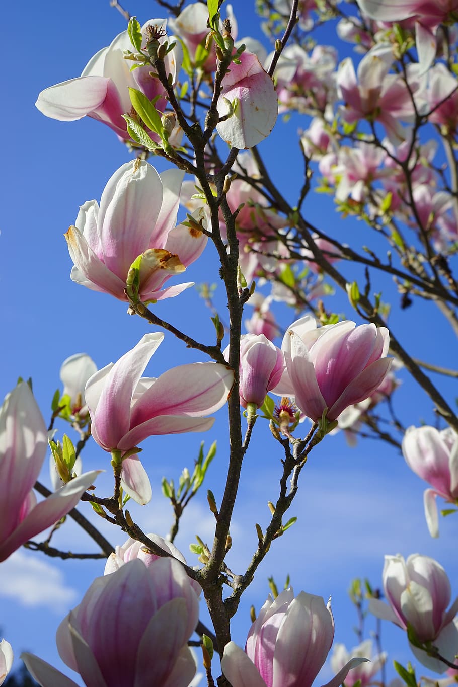 Tulip, Magnolia, Flowers, tulip magnolia, blütenmeer, magnolia × soulangeana, magnoliengewaechs, magnoliaceae, yulan magnolia, magnolia denudata