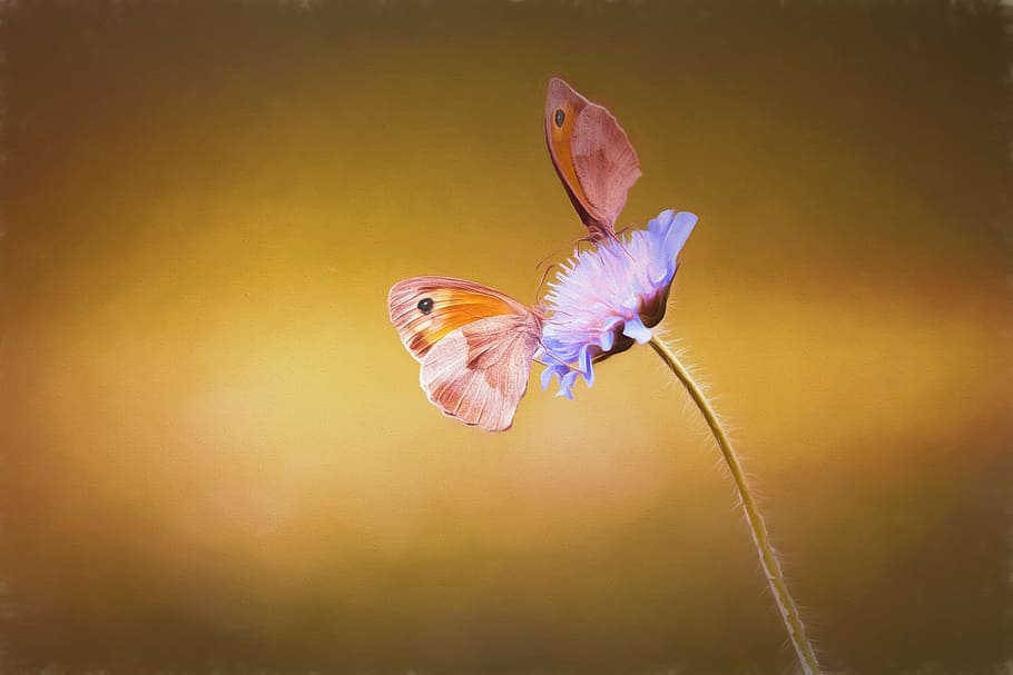 dois, borboleta marrom e laranja empoleirar-se, azul, flor, fotografia em close-up, imagem, pintura, pintar, pintado, borboletas
