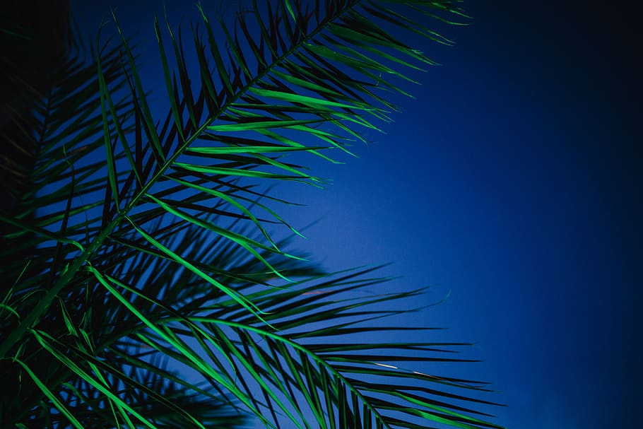 resumen, verde, naturaleza, hojas, iluminación, noche, color, tropical, palma de sagú, palma