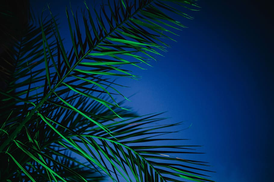 palmeiras iluminadas, iluminado, palmeiras, resumo, verde, natureza, folha, folhas, iluminação, noite