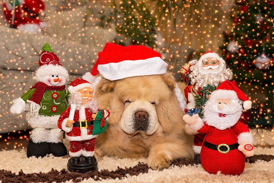 santa claus figurines, christmas, winter, celebration, season, gift, holiday, mammal, hat, holiday - event