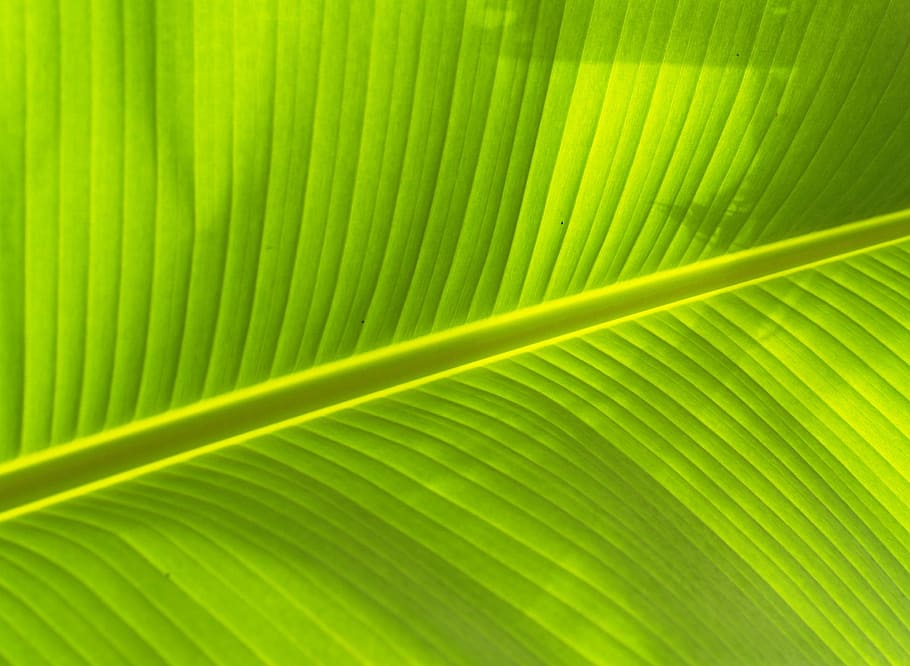 close-up photo leaf, Leaf, Background, Lines, Foliage, photosynthesis, natural, grow, greenery, vein