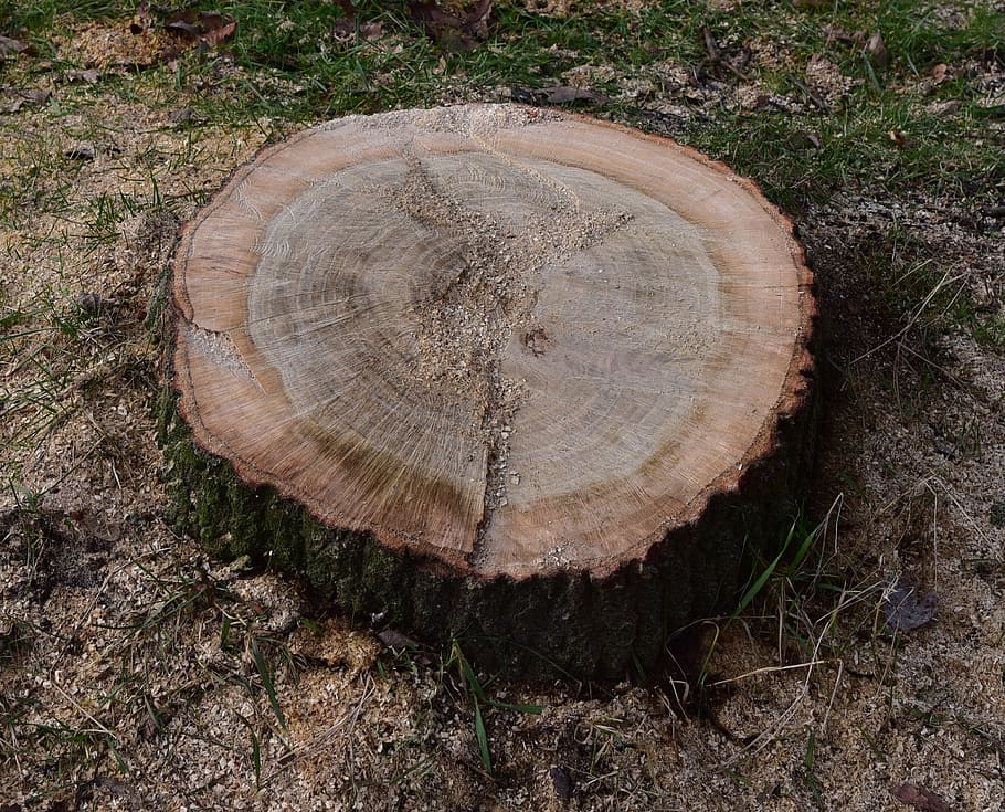 tree stump, annual rings, nature, wood, like, forestry, tree, forest, land, log