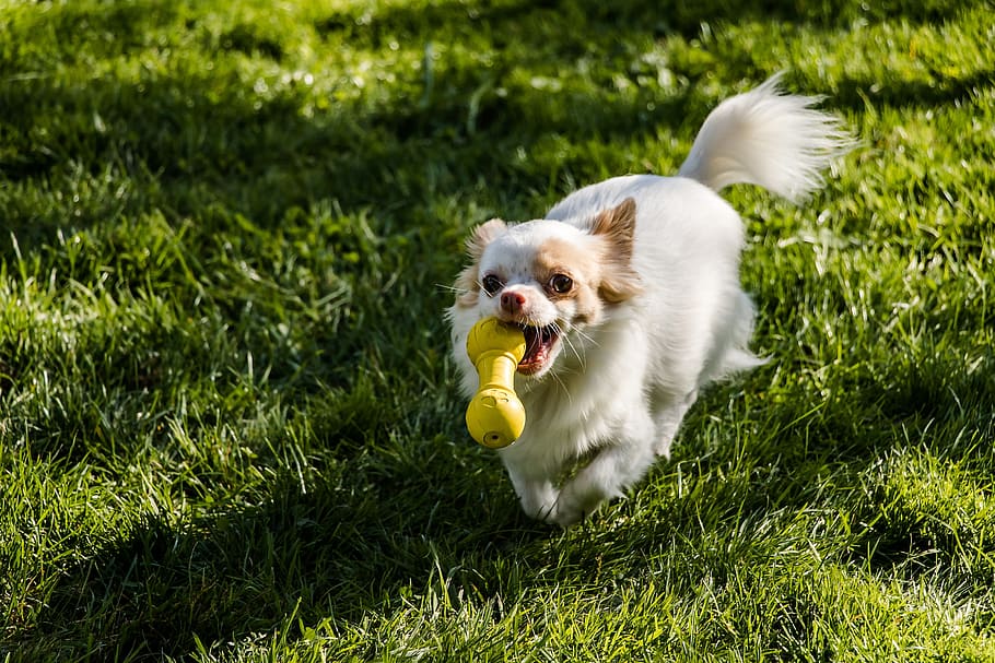 running, adult long-coated, white, tan, chihuahua, biting, yellow, teether, green, grass surface