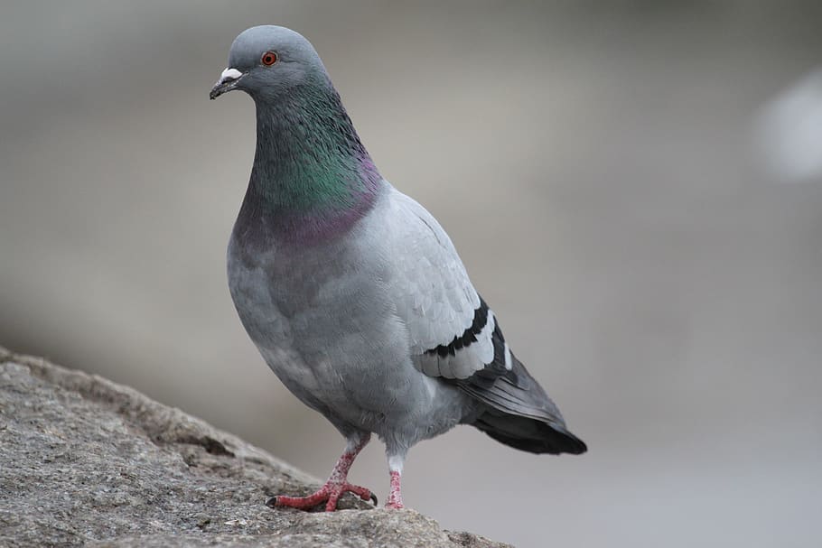 dove, bird, grey, bill, eye, rock pigeon, feather, animal, animal world, plumage