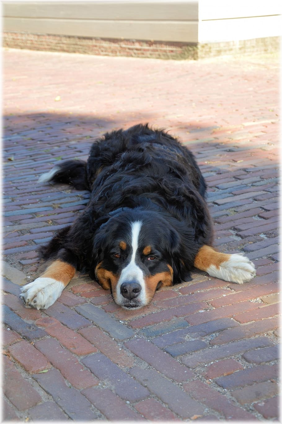 bernese mountain dog, pedigree, pet, dog, canine, puppy, pooch, growl, bark, companion