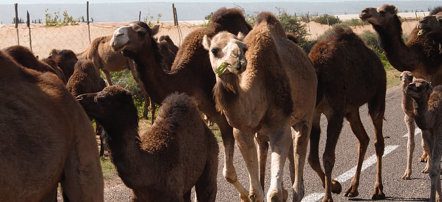 traffic jam, camels, morocco, marrakesh, mammal, animal, group of animals, animal themes, domestic animals, livestock