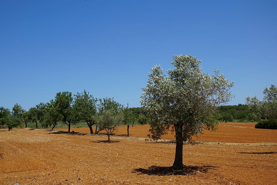 Olives, Plantation, Agricultural, Plant, tree, garden, nature, landscape, clear sky, scenics