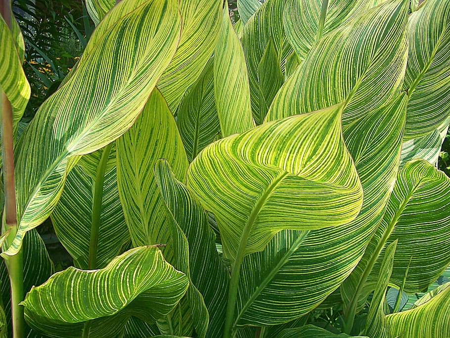 photography, green, leaves, day time, green leaves, day, time, variegated, canna, botanical garden