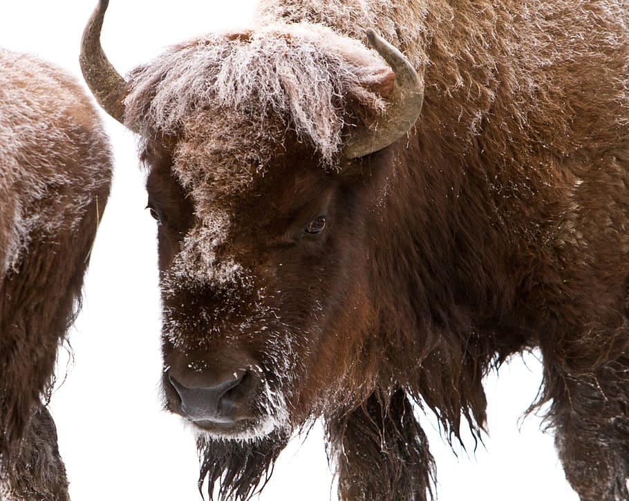 bison, buffalo, american, head, animal, mammal, prairie, winter, snow, beast