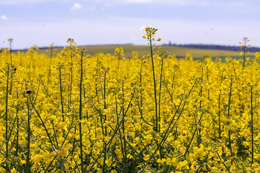 agriculture, background, beautiful, blue, canola, color, farm, field, flower, green