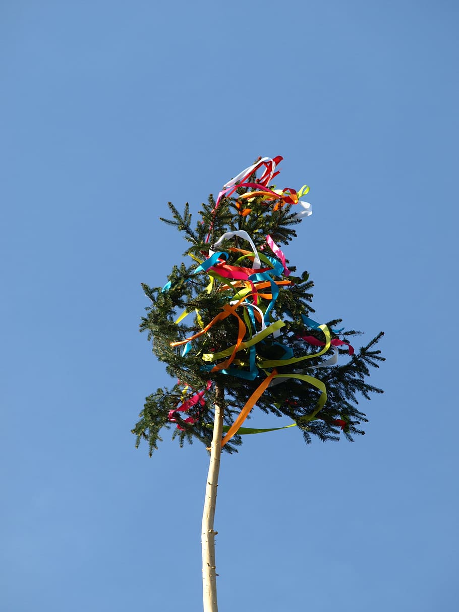 Maypole, Tradition, Decorated, 1, may, need old, decorated tree, tree, christmas, red