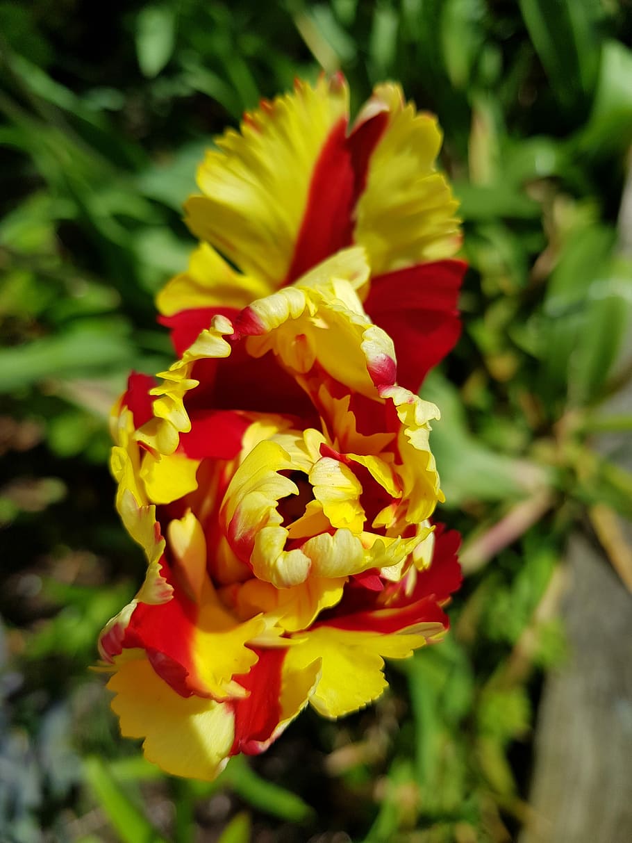 flor, naturaleza, flora, jardín, hoja, tulipán loro, tulipán loro amarillo rojo, loro tulipán, planta floreciendo, planta
