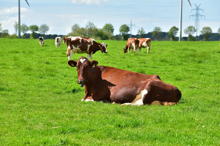 herd, brown, cattle, green, grass field, cow, animal, pasture, landscape, graze